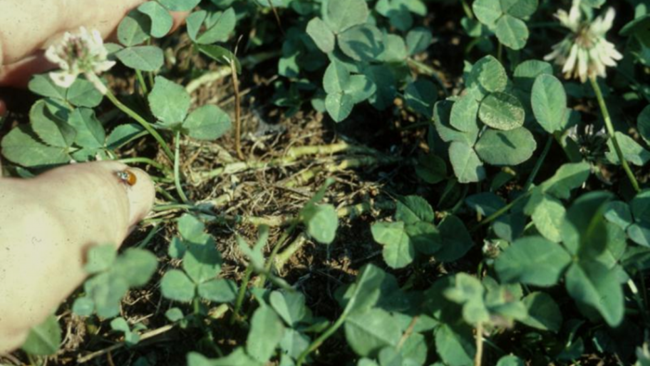 Everything You Wanted to Know About White Clover (But Were Afraid to